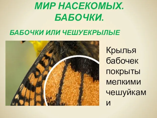 МИР НАСЕКОМЫХ. БАБОЧКИ. БАБОЧКИ ИЛИ ЧЕШУЕКРЫЛЫЕ Крылья бабочек покрыты мелкими чешуйками