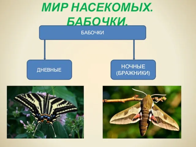 МИР НАСЕКОМЫХ. БАБОЧКИ. БАБОЧКИ ДНЕВНЫЕ НОЧНЫЕ (БРАЖНИКИ)