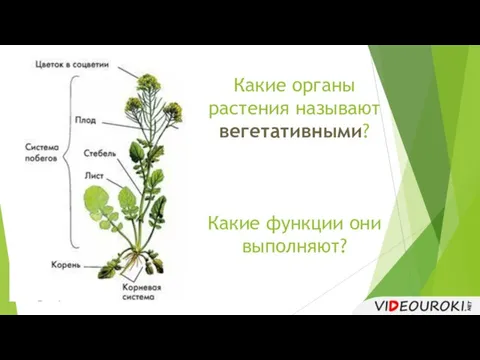 Какие органы растения называют вегетативными? Какие функции они выполняют?