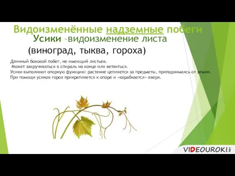 Видоизменённые надземные побеги Усики –видоизменение листа (виноград, тыква, гороха) Длинный боковой побег,