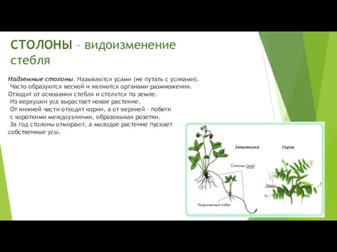 СТОЛОНЫ – видоизменение стебля Надземные столоны. Называются усами (не путать с усиками).