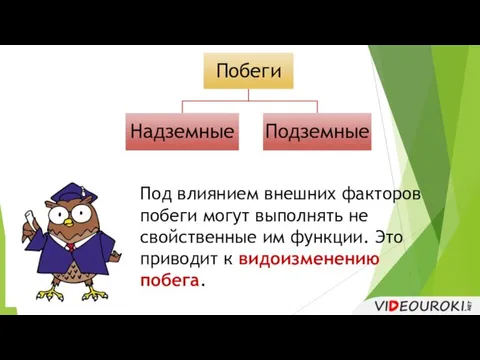 Под влиянием внешних факторов побеги могут выполнять не свойственные им функции. Это приводит к видоизменению побега.