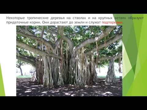 Некоторые тропические деревья на стволах и на крупных ветвях образуют придаточные корни.