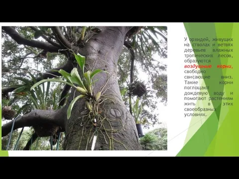 У орхидей, живущих на стволах и ветвях деревьев влажных тропических лесов, образуются