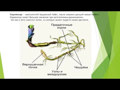 Корневище — многолетний подземный побег, после зимовки дающий новые побеги. Корневище имеет