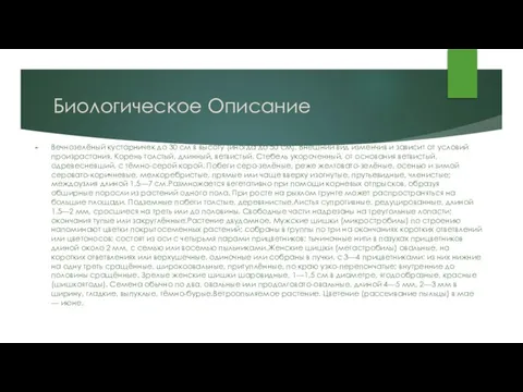 Биологическое Описание Вечнозелёный кустарничек до 30 см в высоту (иногда до 50