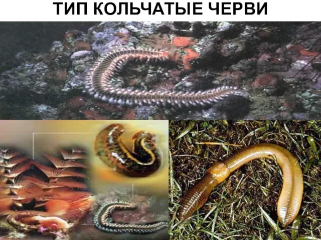 ТИП КОЛЬЧАТЫЕ ЧЕРВИ