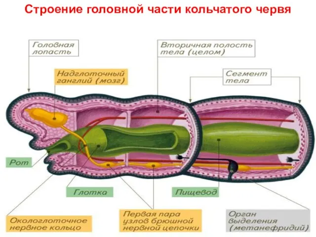 Строение головной части кольчатого червя