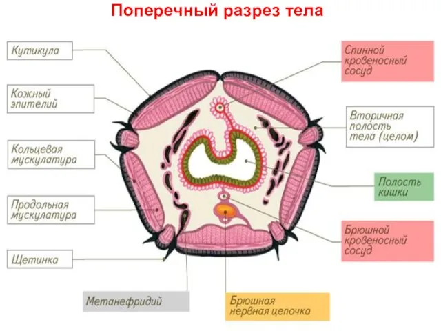 Поперечный разрез тела