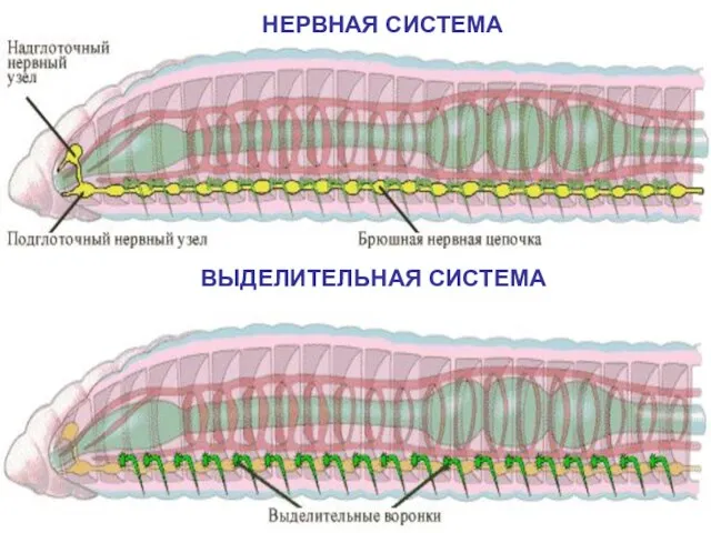 НЕРВНАЯ СИСТЕМА ВЫДЕЛИТЕЛЬНАЯ СИСТЕМА