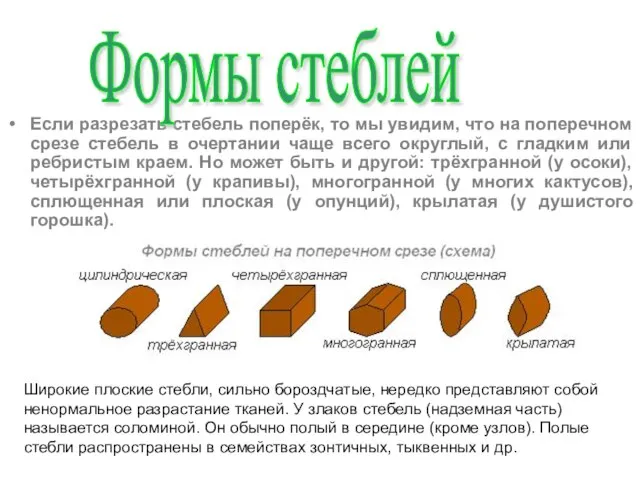 Если разрезать стебель поперёк, то мы увидим, что на поперечном срезе стебель