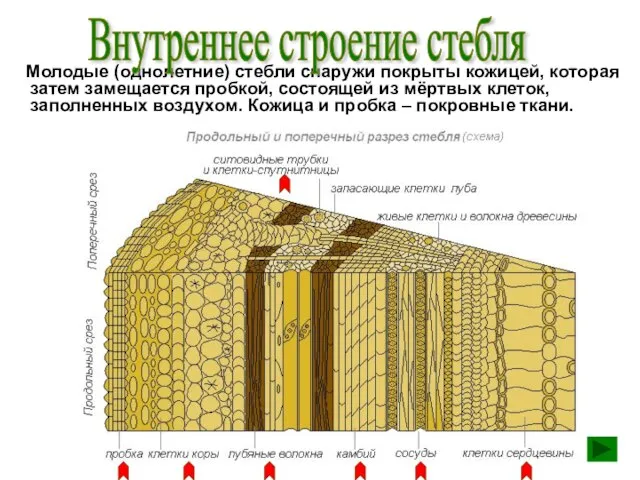 Молодые (однолетние) стебли снаружи покрыты кожицей, которая затем замещается пробкой, состоящей из