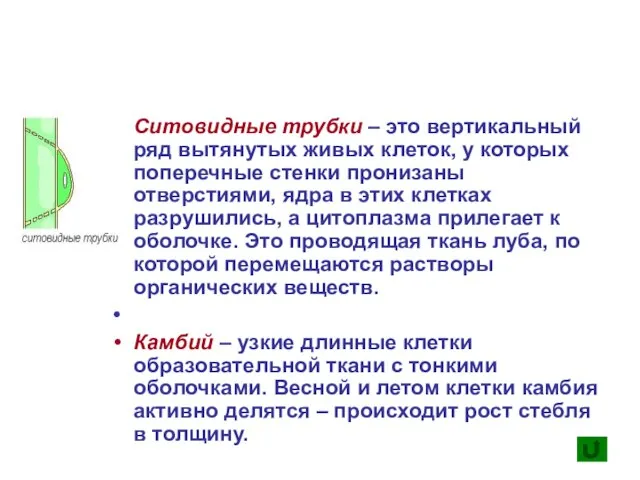 Ситовидные трубки – это вертикальный ряд вытянутых живых клеток, у которых поперечные