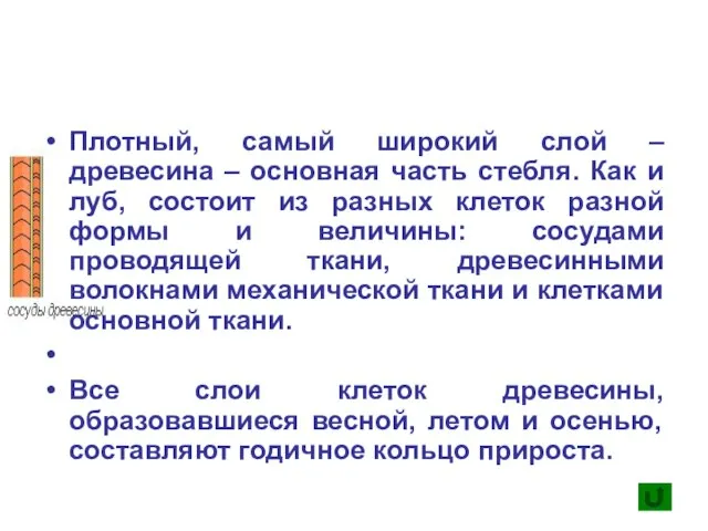 Плотный, самый широкий слой – древесина – основная часть стебля. Как и