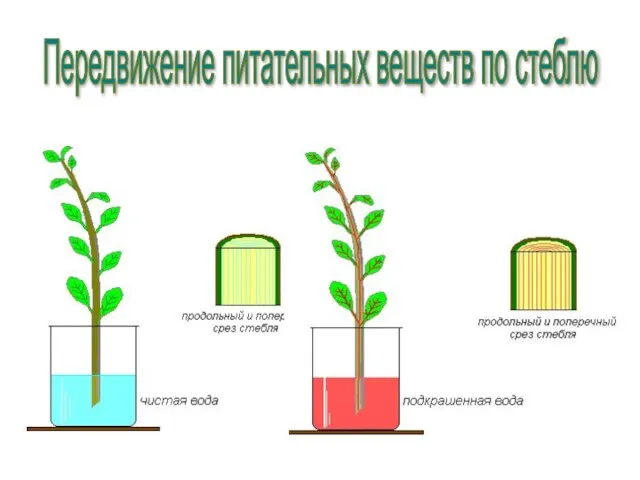 Передвижение питательных веществ по стеблю