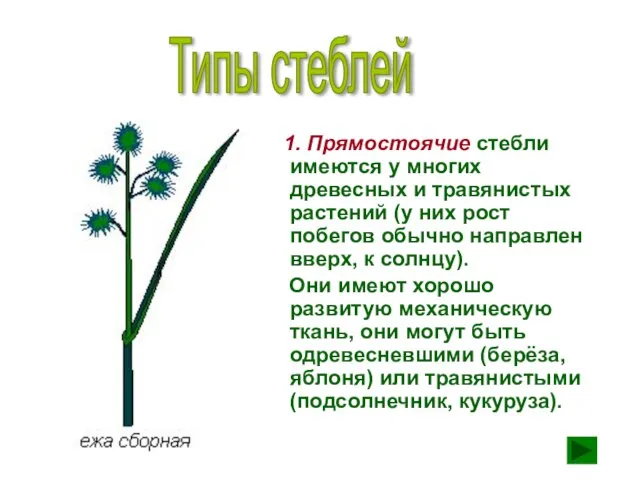 1. Прямостоячие стебли имеются у многих древесных и травянистых растений (у них