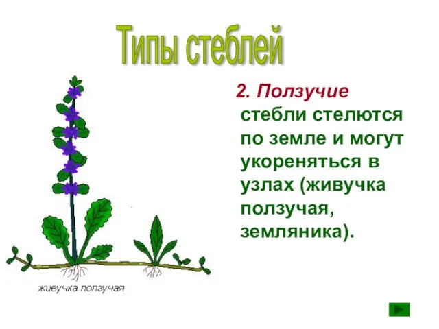 2. Ползучие стебли стелются по земле и могут укореняться в узлах (живучка ползучая, земляника). Типы стеблей