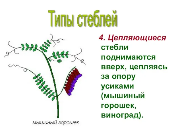 4. Цепляющиеся стебли поднимаются вверх, цепляясь за опору усиками (мышиный горошек, виноград). Типы стеблей