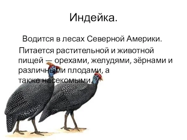 Индейка. Водится в лесах Северной Америки. Питается растительной и животной пищей —