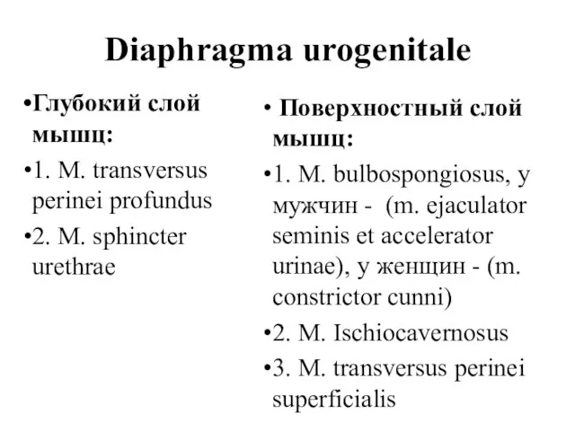 Diaphragma urogenitale Глубокий слой мышц: 1. М. transversus perinei profundus 2. М.
