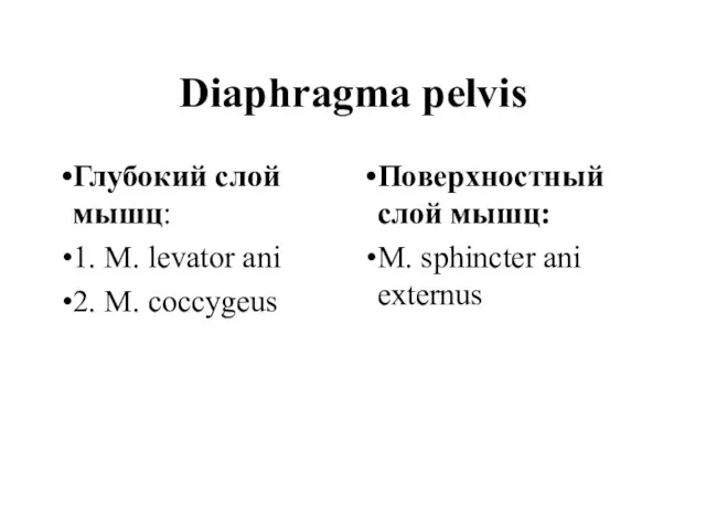 Diaphragmа pelvis Глубокий слой мышц: 1. M. levator ani 2. M. coccygeus
