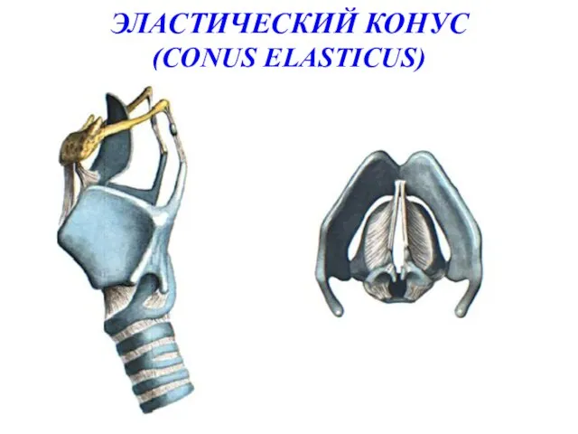 ЭЛАСТИЧЕСКИЙ КОНУС (CONUS ELASTICUS)