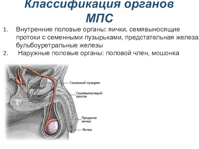 Классификация органов МПС Внутренние половые органы: яички, семявыносящие протоки с семенными пузырьками,