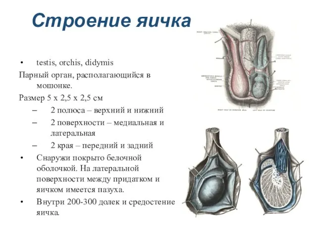 Строение яичка testis, orchis, didymis Парный орган, располагающийся в мошонке. Размер 5