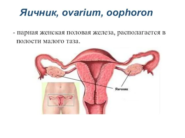 Яичник, ovarium, oophoron - парная женская половая железа, располагается в полости малого таза.