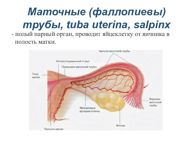 Маточные (фаллопиевы) трубы, tuba uterina, salpinx - полый парный орган, проводит яйцеклетку