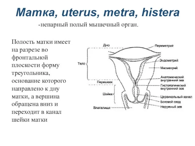 Матка, uterus, metra, histera непарный полый мышечный орган. Полость матки имеет на