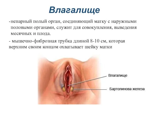Влагалище непарный полый орган, соединяющий матку с наружными половыми органами, служит для