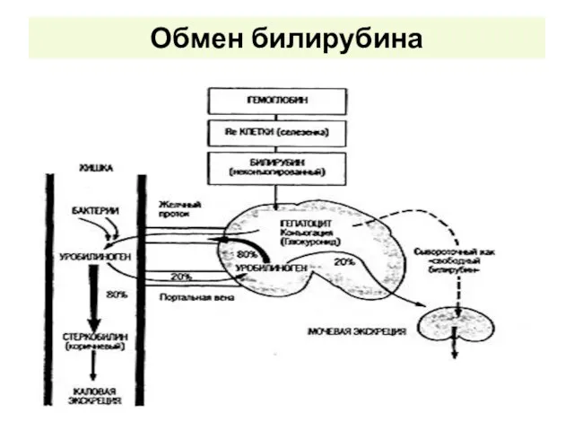 Обмен билирубина