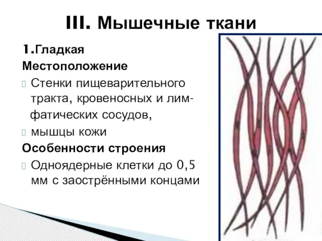 1.Гладкая Местоположение Стенки пищеварительного тракта, кровеносных и лим- фатических сосудов, мышцы кожи