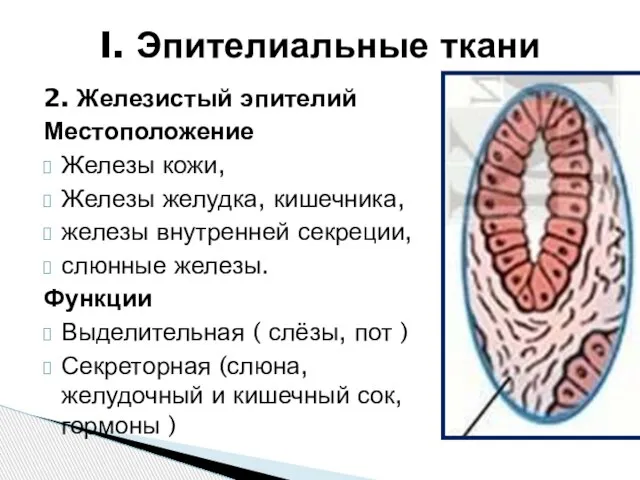 2. Железистый эпителий Местоположение Железы кожи, Железы желудка, кишечника, железы внутренней секреции,