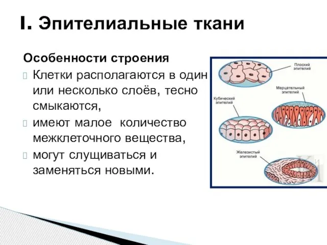 Особенности строения Клетки располагаются в один или несколько слоёв, тесно смыкаются, имеют