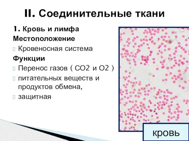 1. Кровь и лимфа Местоположение Кровеносная система Функции Перенос газов ( СО2