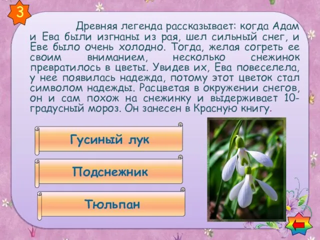 Древняя легенда рассказывает: когда Адам и Ева были изгнаны из рая, шел