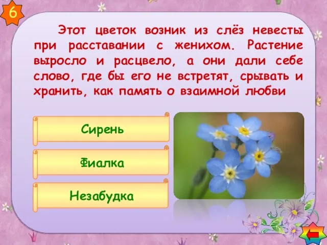 Фиалка Незабудка Сирень 6 Этот цветок возник из слёз невесты при расставании