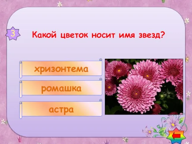 астра ромашка хризонтема 3 Вопросы о цветах Какой цветок носит имя звезд?