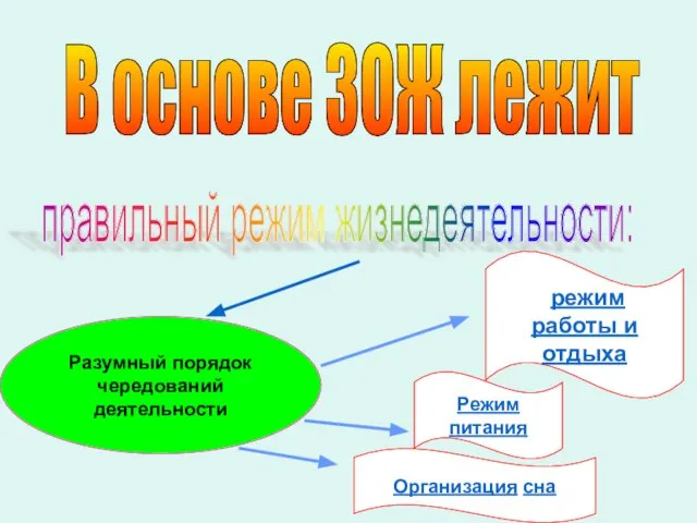 В основе ЗОЖ лежит правильный режим жизнедеятельности: Разумный порядок чередований деятельности режим