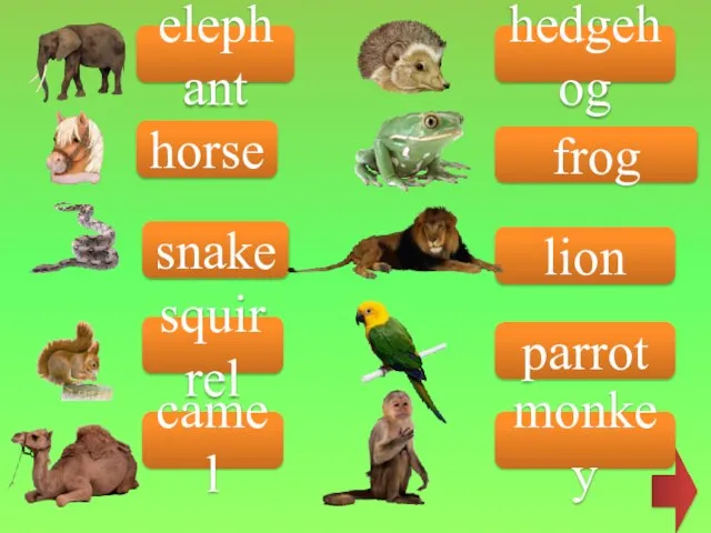 elephant horse snake squirrel camel hedgehog frog lion parrot monkey