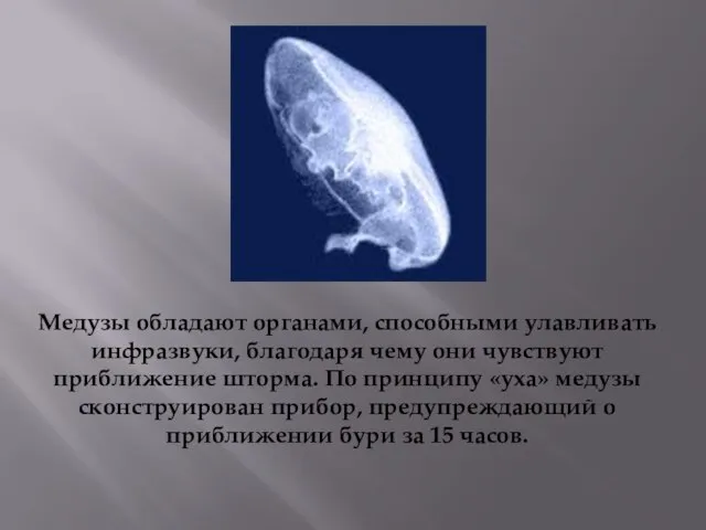 Медузы обладают органами, способными улавливать инфразвуки, благодаря чему они чувствуют приближение шторма.