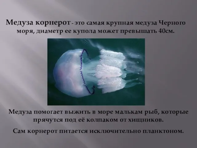 Медуза корнерот - это самая крупная медуза Черного моря, диаметр ее купола