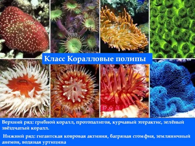 Верхний ряд: грибной коралл, протопалитоя, курчавый этерактис, зелёный звёздчатый коралл. Нижний ряд: