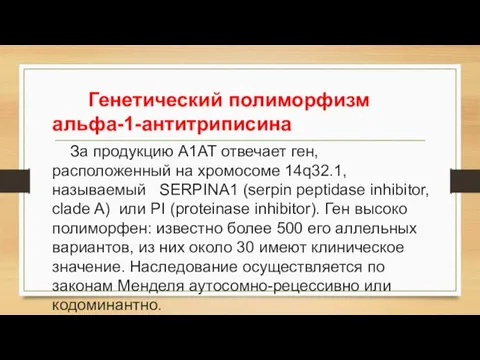 Генетический полиморфизм альфа-1-антитриписина За продукцию А1АТ отвечает ген, расположенный на хромосоме 14q32.1,