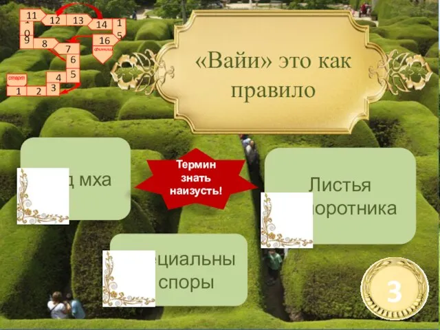 Вид мха Специальные споры Листья папоротника «Вайи» это как правило Термин знать наизусть!