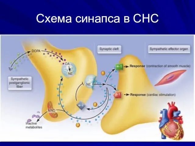 Схема синапса в СНС