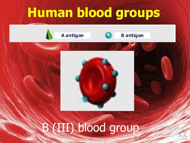 Human blood groups B (III) blood group A antigen B antigen