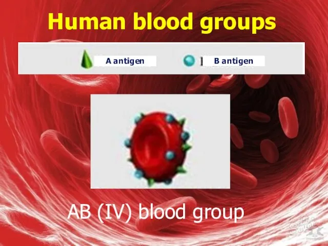 Human blood groups AB (IV) blood group A antigen B antigen